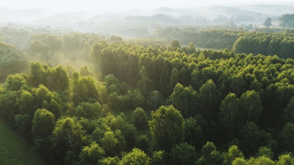 hub forest | Braintree